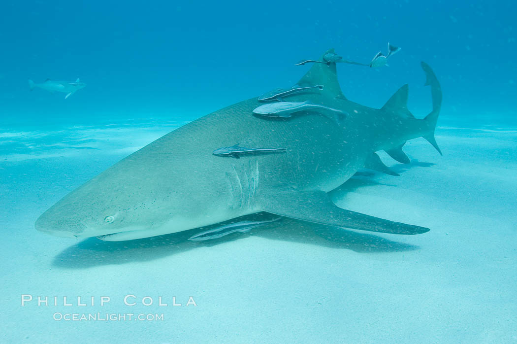 Lemon shark with live sharksuckers. Bahamas, Echeneis naucrates, Negaprion brevirostris, natural history stock photograph, photo id 10762