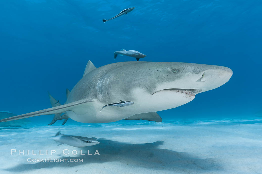 Lemon shark with live sharksuckers. Bahamas, Echeneis naucrates, Negaprion brevirostris, natural history stock photograph, photo id 10774