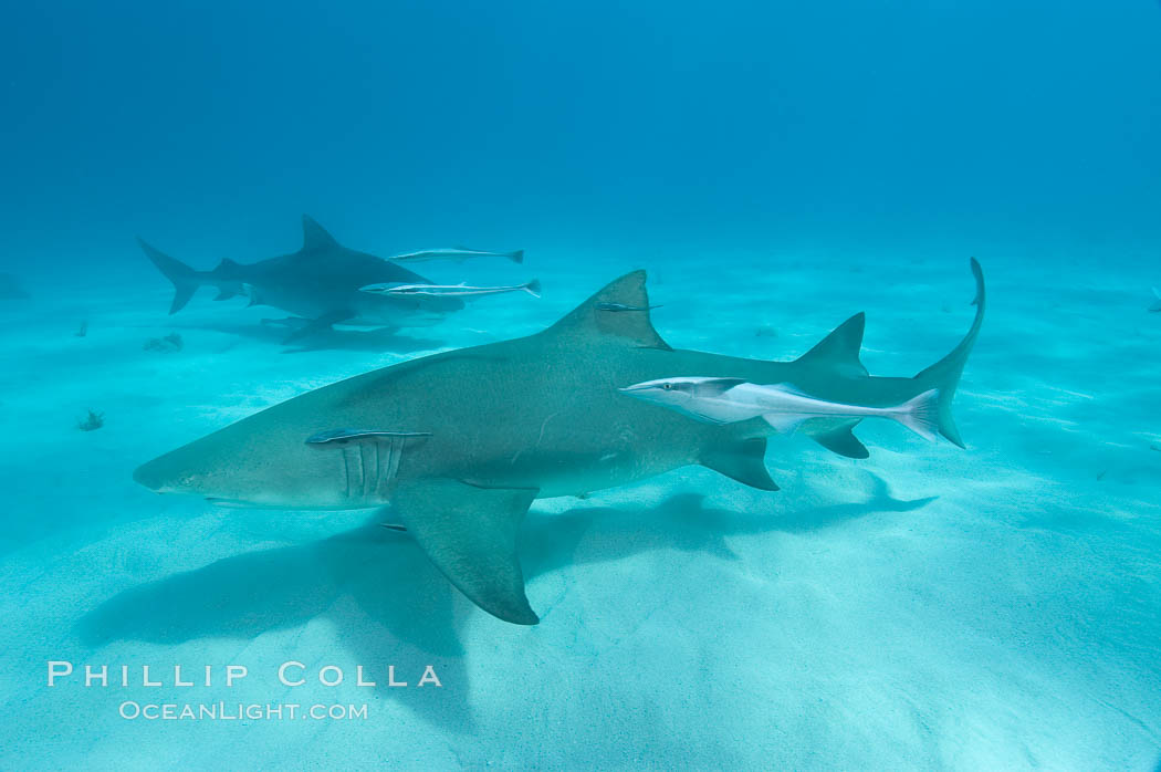 Lemon shark with live sharksuckers. Bahamas, Echeneis naucrates, Negaprion brevirostris, natural history stock photograph, photo id 10778
