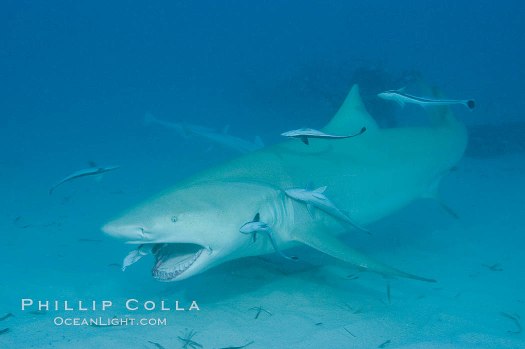 Lemon shark. Bahamas, Negaprion brevirostris, natural history stock photograph, photo id 10782