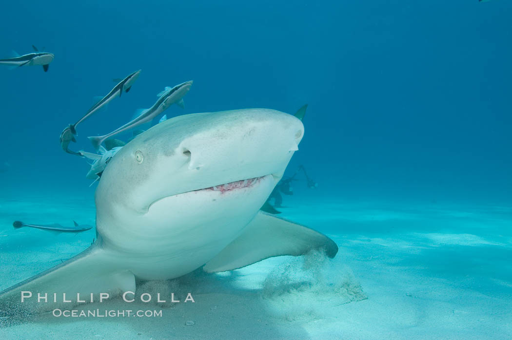 Lemon shark with live sharksuckers. Bahamas, Echeneis naucrates, Negaprion brevirostris, natural history stock photograph, photo id 10768