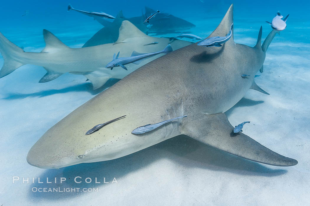 Lemon shark with live sharksuckers. Bahamas, Echeneis naucrates, Negaprion brevirostris, natural history stock photograph, photo id 10772