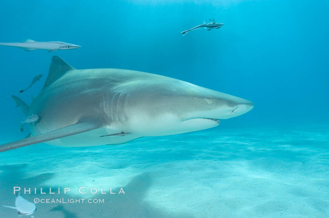 Lemon shark. Bahamas, Negaprion brevirostris, natural history stock photograph, photo id 10776