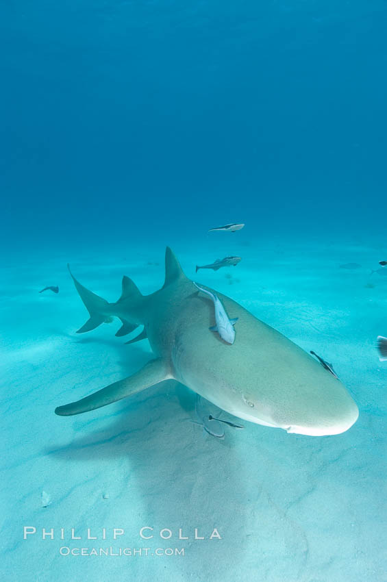 Lemon shark. Bahamas, Negaprion brevirostris, natural history stock photograph, photo id 10780