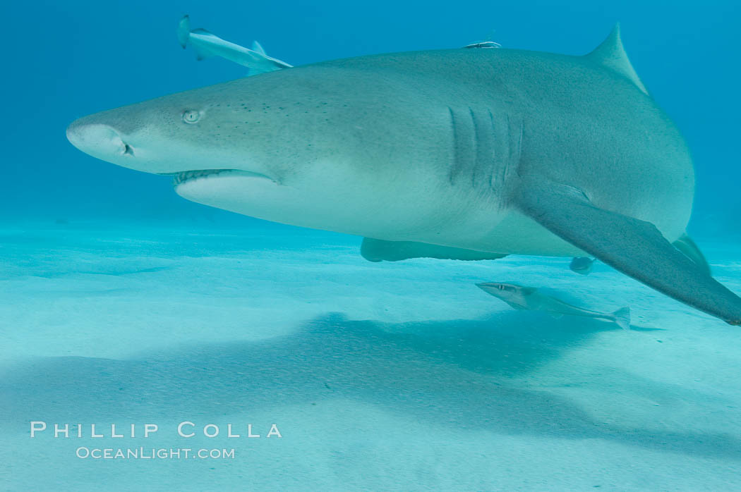 Lemon shark. Bahamas, Negaprion brevirostris, natural history stock photograph, photo id 10784