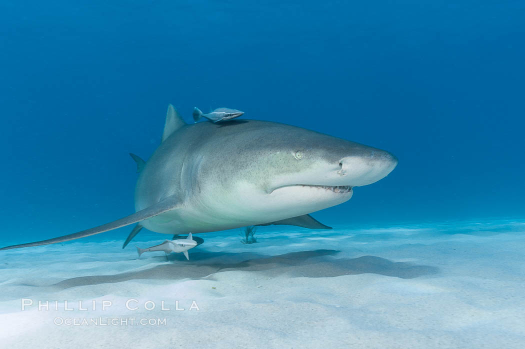 Lemon shark. Bahamas, Negaprion brevirostris, natural history stock photograph, photo id 10788