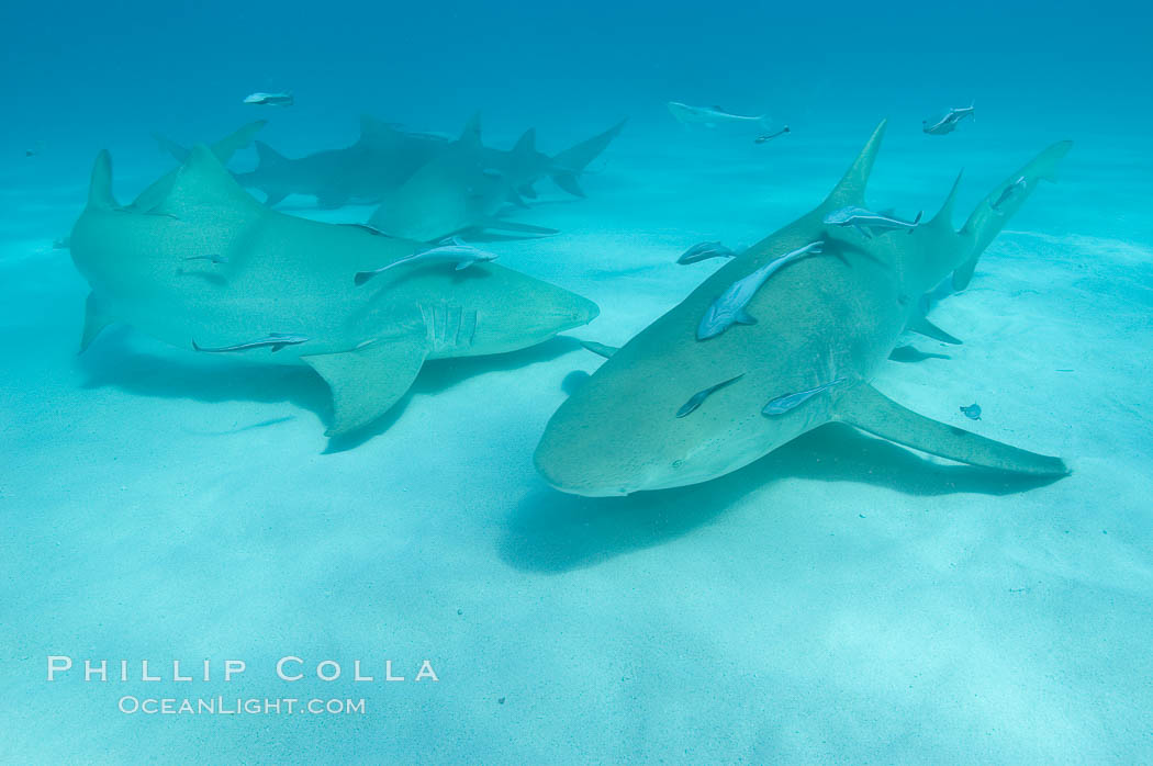 Lemon shark with live sharksuckers. Bahamas, Echeneis naucrates, Negaprion brevirostris, natural history stock photograph, photo id 10763