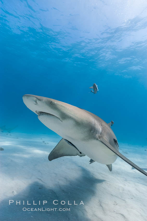 Lemon shark. Bahamas, Negaprion brevirostris, natural history stock photograph, photo id 10767