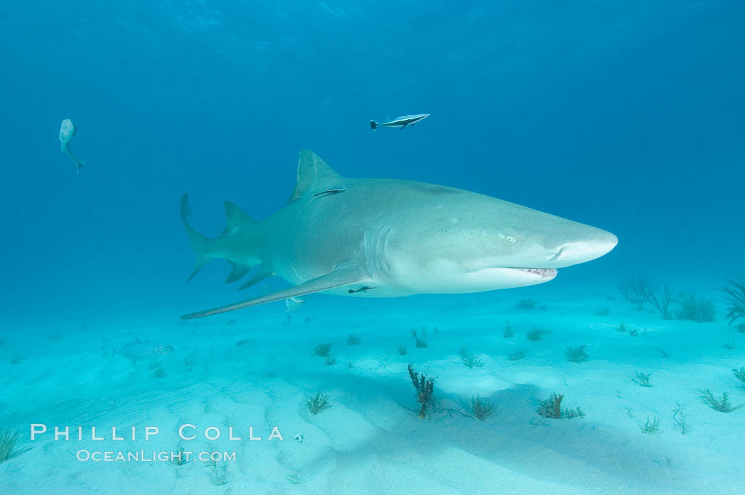 Lemon shark. Bahamas, Negaprion brevirostris, natural history stock photograph, photo id 10771