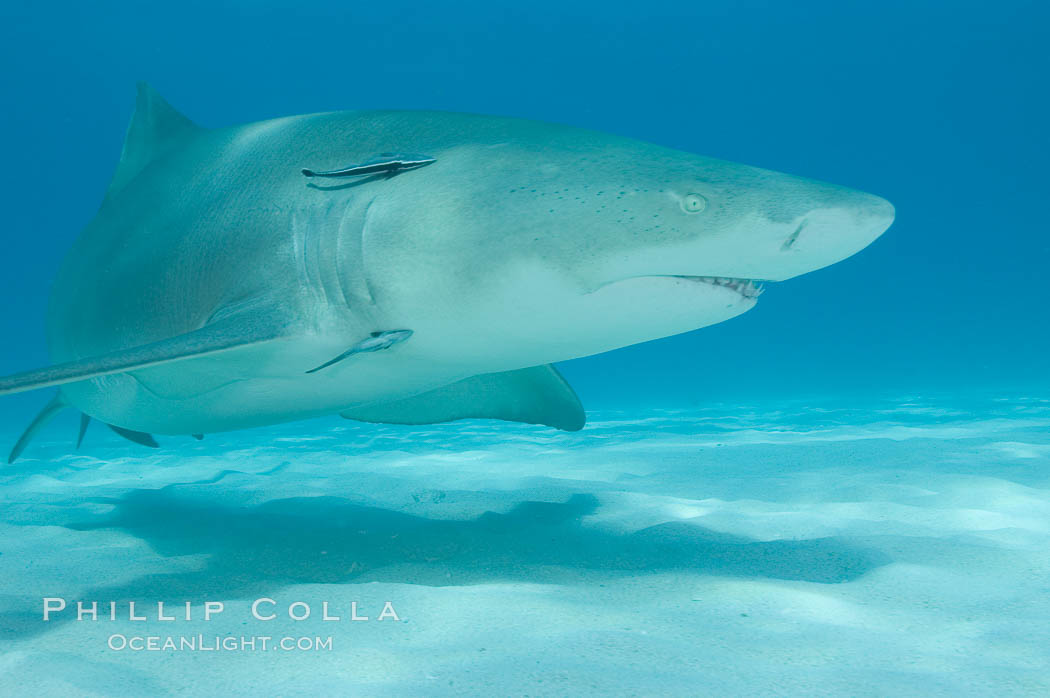 Lemon shark. Bahamas, Negaprion brevirostris, natural history stock photograph, photo id 10775