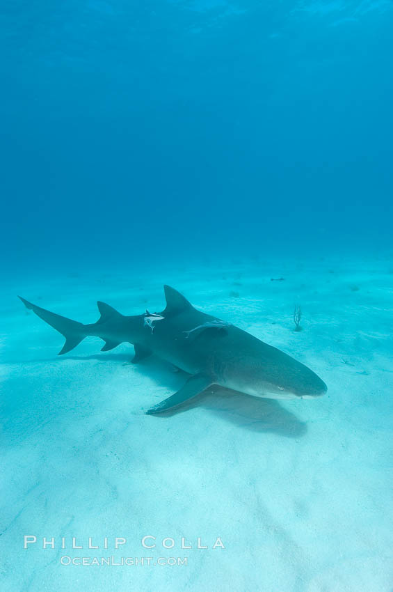 Lemon shark. Bahamas, Negaprion brevirostris, natural history stock photograph, photo id 10779