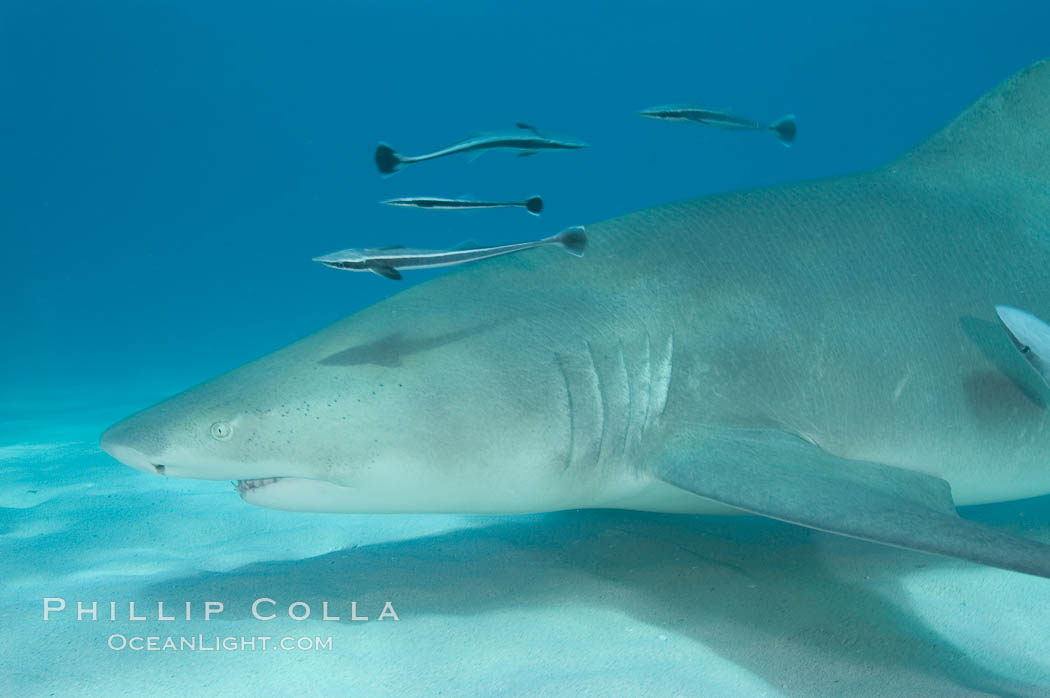 Lemon shark with live sharksuckers. Bahamas, Echeneis naucrates, Negaprion brevirostris, natural history stock photograph, photo id 10769