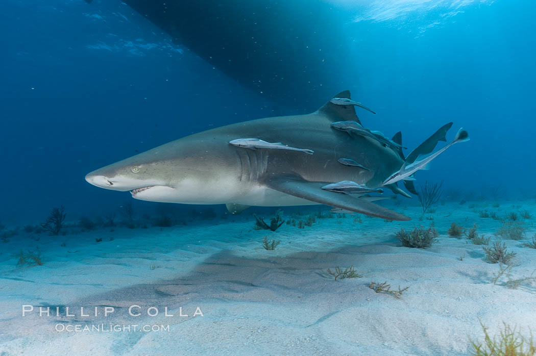 Lemon shark with live sharksuckers. Bahamas, Echeneis naucrates, Negaprion brevirostris, natural history stock photograph, photo id 10781