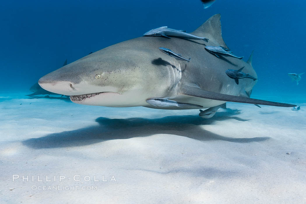 Lemon shark with live sharksuckers. Bahamas, Echeneis naucrates, Negaprion brevirostris, natural history stock photograph, photo id 10785