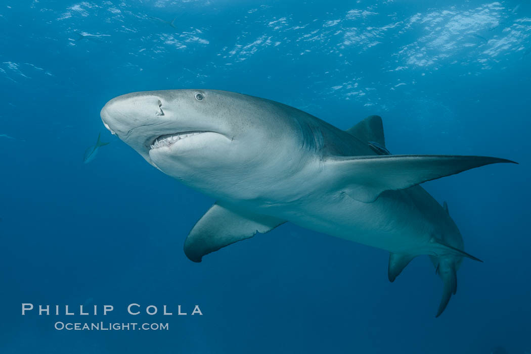 Lemon shark. Bahamas, Negaprion brevirostris, natural history stock photograph, photo id 32020