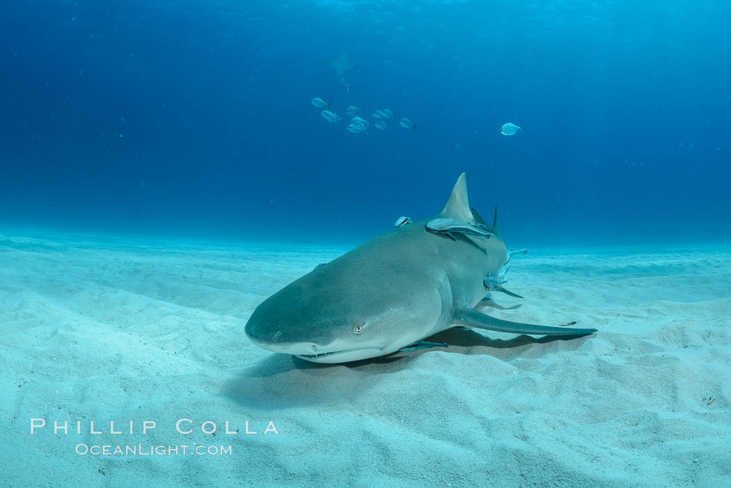 Lemon shark. Bahamas, Negaprion brevirostris, natural history stock photograph, photo id 32028
