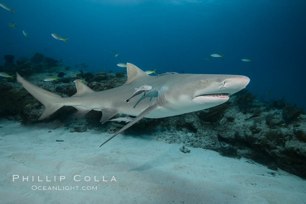Lemon shark. Bahamas, Negaprion brevirostris, natural history stock photograph, photo id 32023