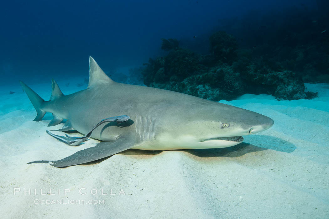Lemon shark. Bahamas, Negaprion brevirostris, natural history stock photograph, photo id 32017