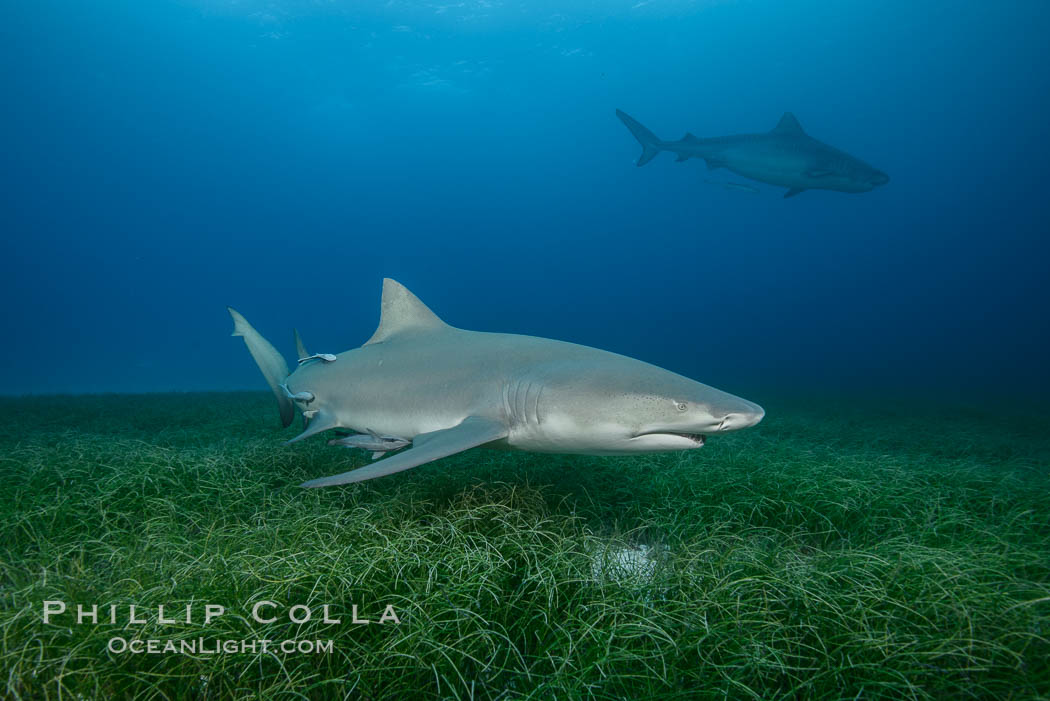 Lemon shark. Bahamas, Negaprion brevirostris, natural history stock photograph, photo id 32025