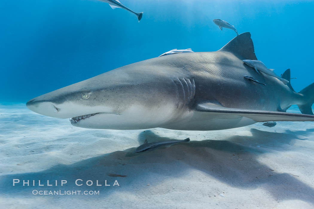 Lemon shark. Bahamas, Negaprion brevirostris, natural history stock photograph, photo id 10814