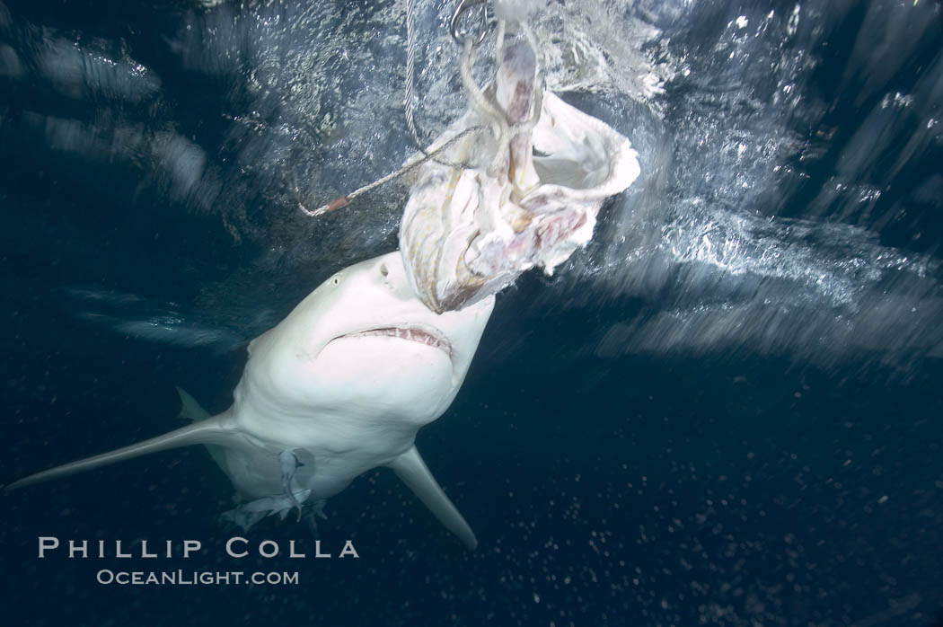 Lemon shark prepares to chomp a piece of bait, photographed with a polecam (camera on a stick triggered from above water, used by photographers who are too afraid to get in the water). Bahamas, Negaprion brevirostris, natural history stock photograph, photo id 10796