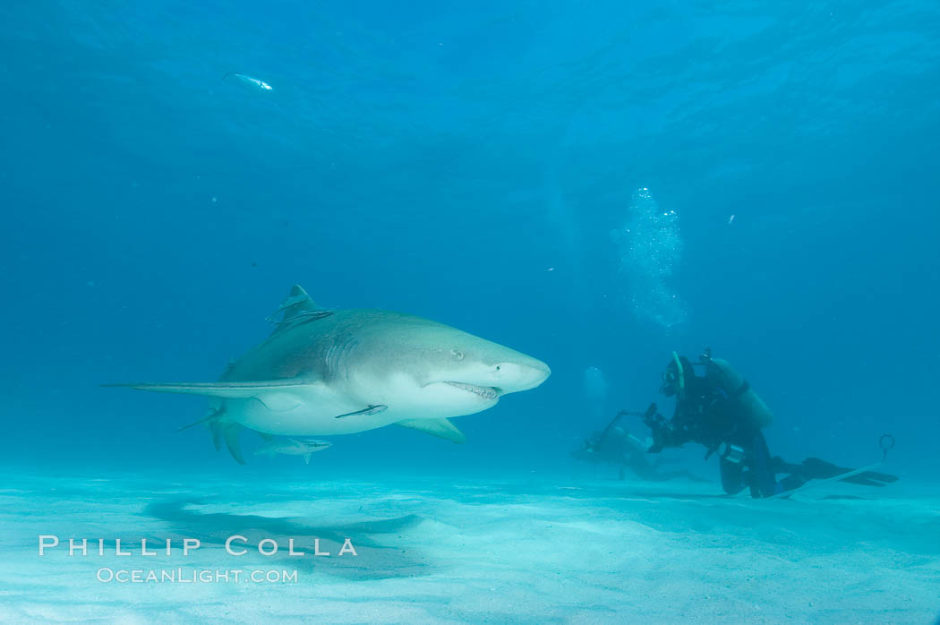 Lemon shark. Bahamas, Negaprion brevirostris, natural history stock photograph, photo id 10800