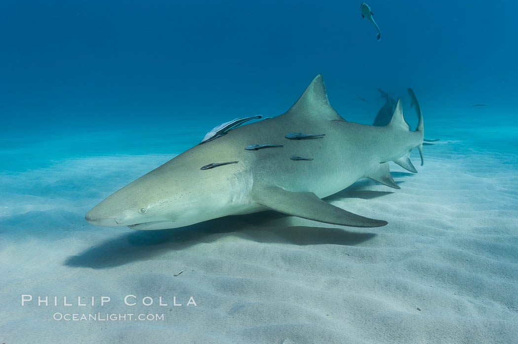 Lemon shark. Bahamas, Negaprion brevirostris, natural history stock photograph, photo id 10804