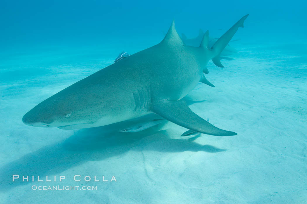 Lemon shark. Bahamas, Negaprion brevirostris, natural history stock photograph, photo id 10807