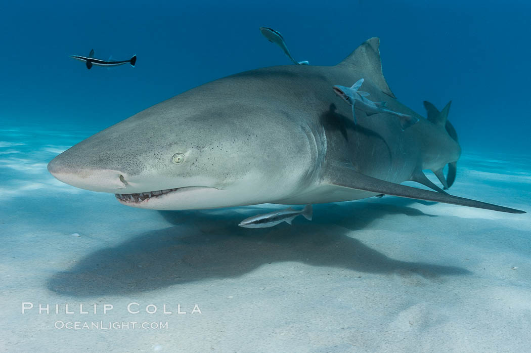Lemon shark with live sharksuckers. Bahamas, Echeneis naucrates, Negaprion brevirostris, natural history stock photograph, photo id 10811