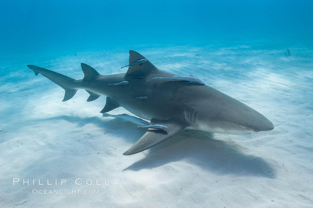 Lemon shark. Bahamas, Negaprion brevirostris, natural history stock photograph, photo id 10809