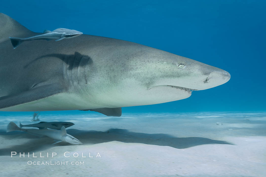 Lemon shark. Bahamas, Negaprion brevirostris, natural history stock photograph, photo id 10813