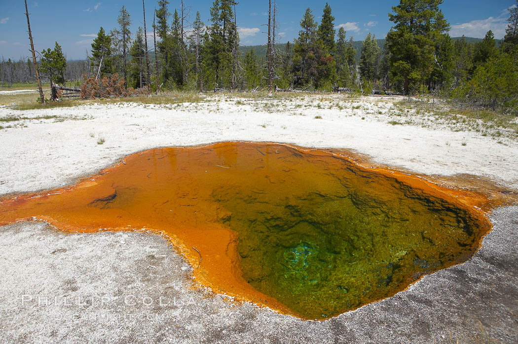 Lemon Spring along Firehole Lake Drive. Lower Geyser Basin, Yellowstone National Park, Wyoming, USA, natural history stock photograph, photo id 13539