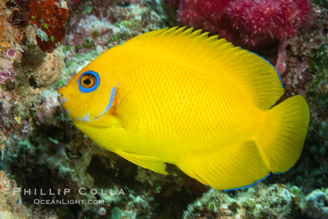 Lemonpeel Angelfish, Centropyge flavissima, Lemonpeel Dwarf Angelfish, Fiji. Namena Marine Reserve, Namena Island, Centropyge flavissima, natural history stock photograph, photo id 34847