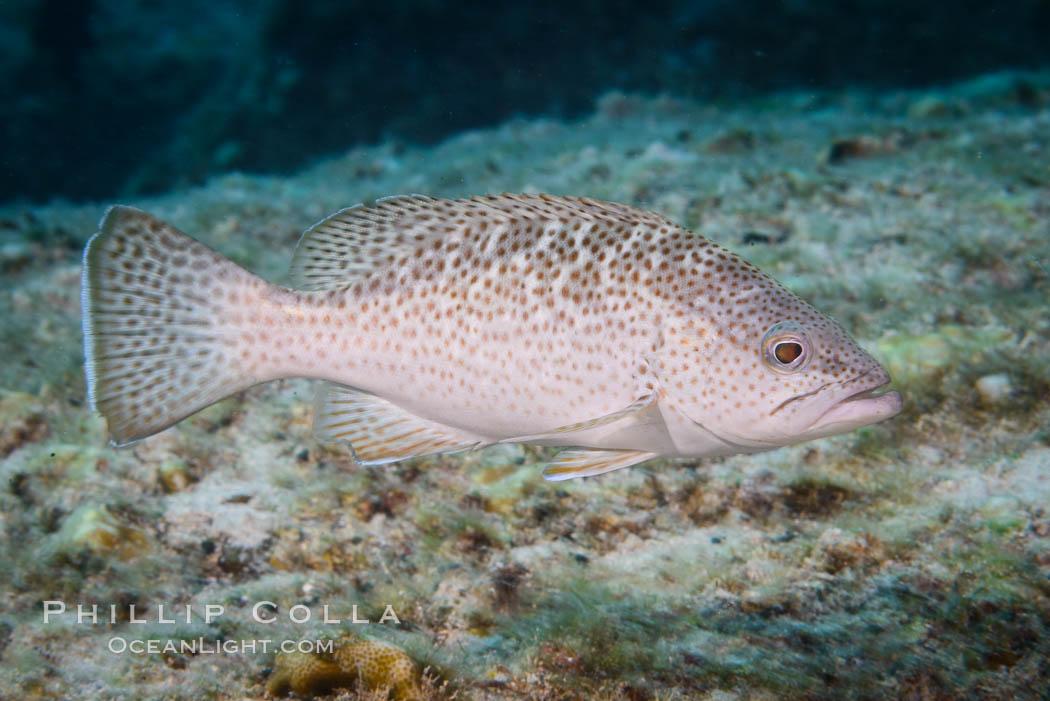 Leopard grouper Mycteroperca rosacea,  Sea of Cortez. Isla San Francisquito, Baja California, Mexico, natural history stock photograph, photo id 33654