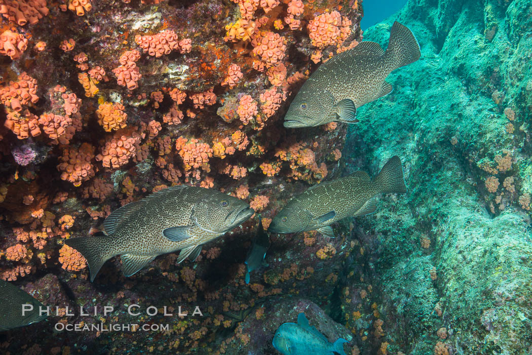 Leopard grouper Mycteroperca rosacea,  Sea of Cortez. Baja California, Mexico, natural history stock photograph, photo id 33788