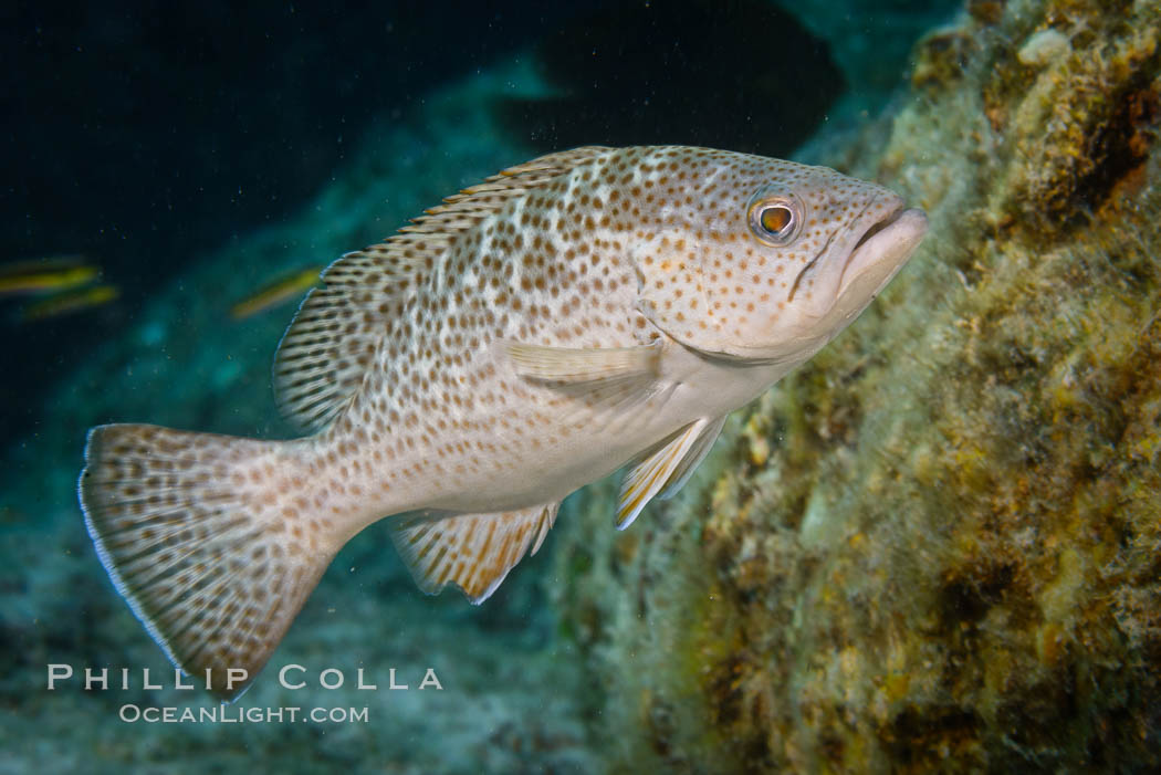 Leopard grouper Mycteroperca rosacea,  Sea of Cortez. Isla San Francisquito, Baja California, Mexico, natural history stock photograph, photo id 33655