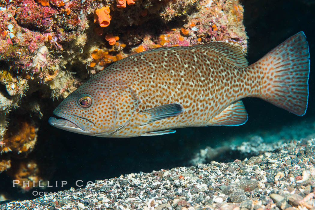 Leopard grouper Mycteroperca rosacea,  Sea of Cortez. Punta Alta, Baja California, Mexico, natural history stock photograph, photo id 33731