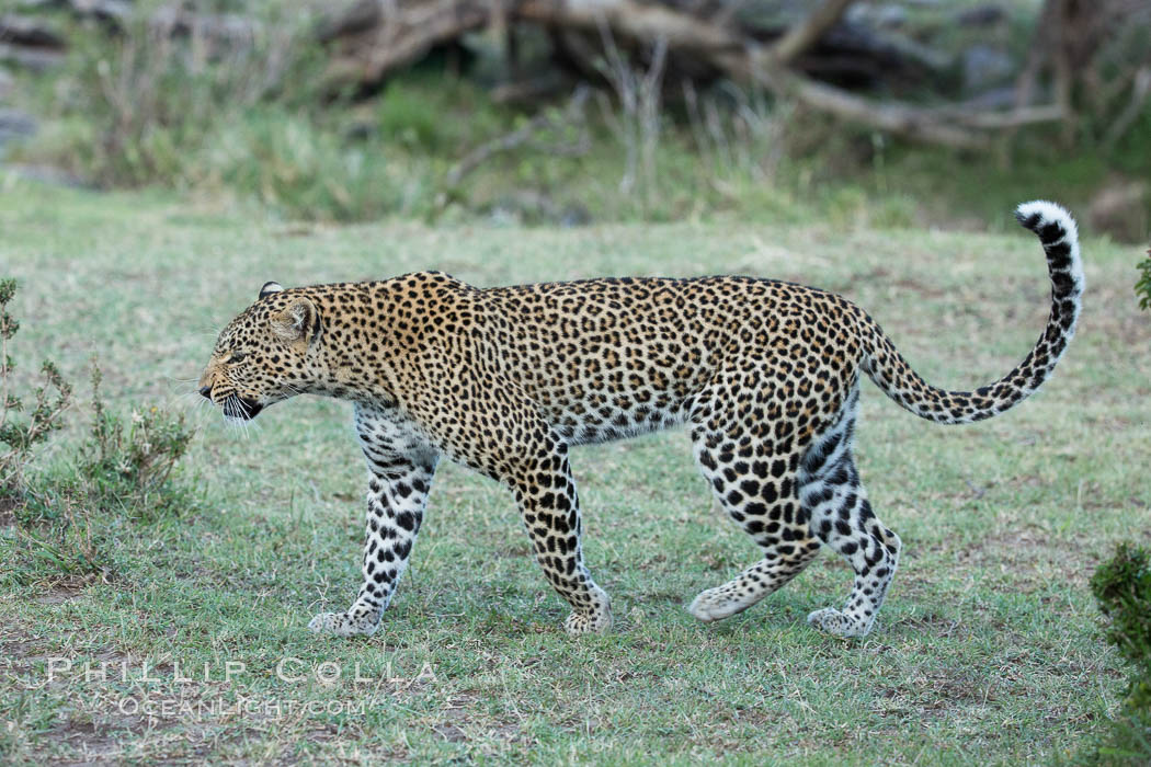 Leopard, Olare Orok Conservancy, Kenya., Panthera pardus, natural history stock photograph, photo id 30030