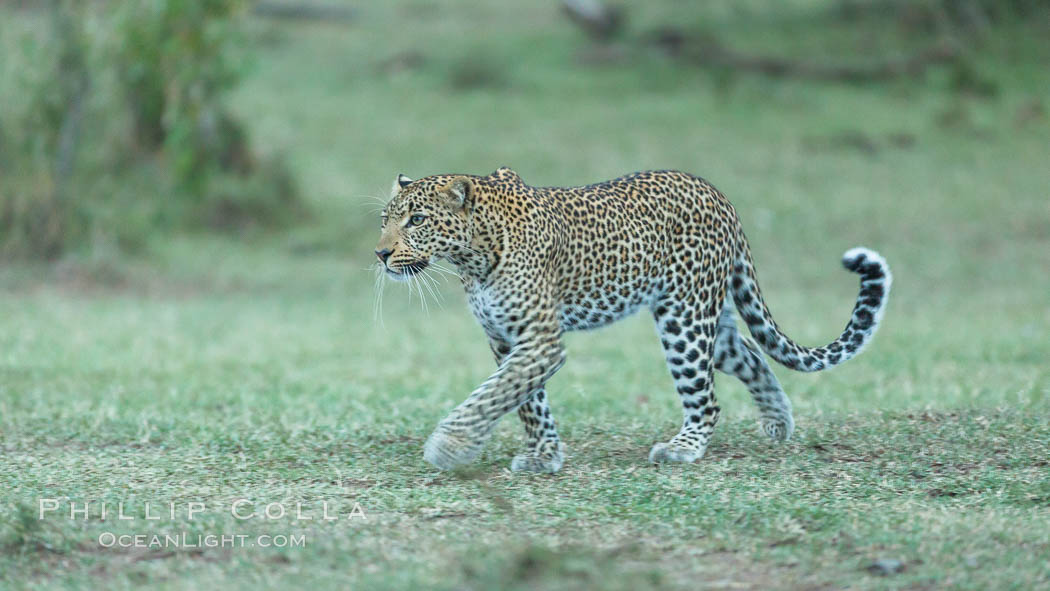 Leopard, Olare Orok Conservancy, Kenya., Panthera pardus, natural history stock photograph, photo id 30038