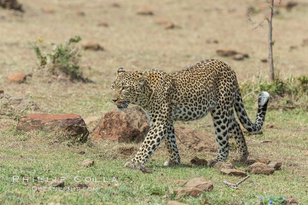 Leopard, Olare Orok Conservancy, Kenya., Panthera pardus, natural history stock photograph, photo id 30058