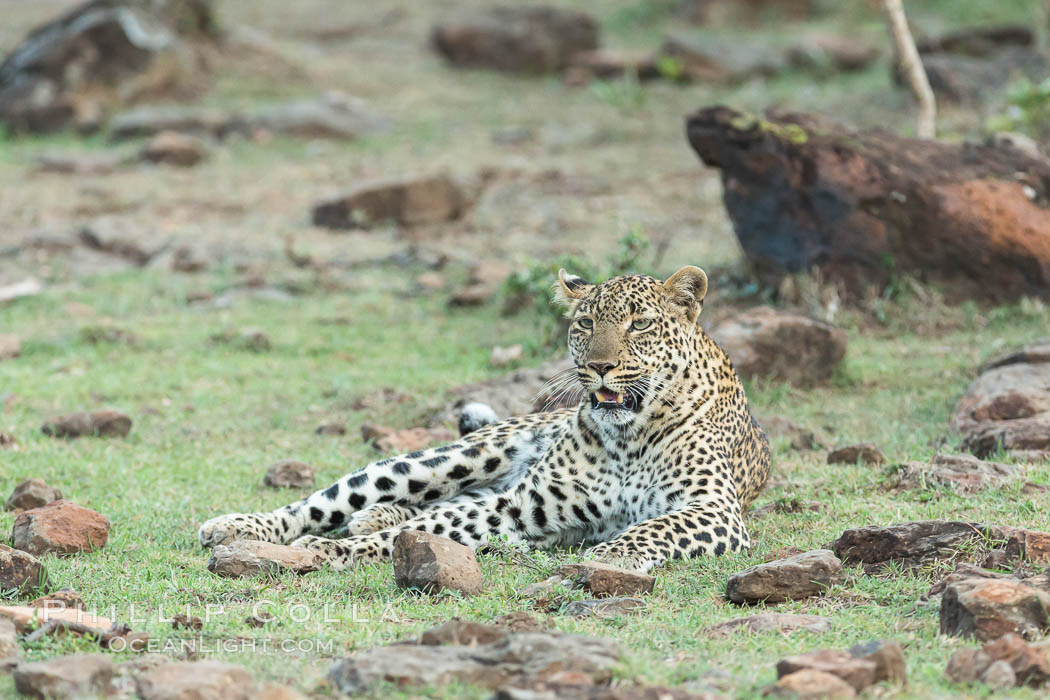 Leopard, Olare Orok Conservancy, Kenya., Panthera pardus, natural history stock photograph, photo id 30082