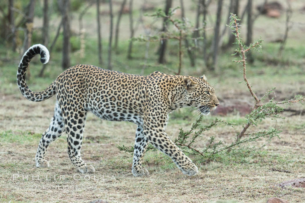 Leopard, Olare Orok Conservancy, Kenya., Panthera pardus, natural history stock photograph, photo id 30086
