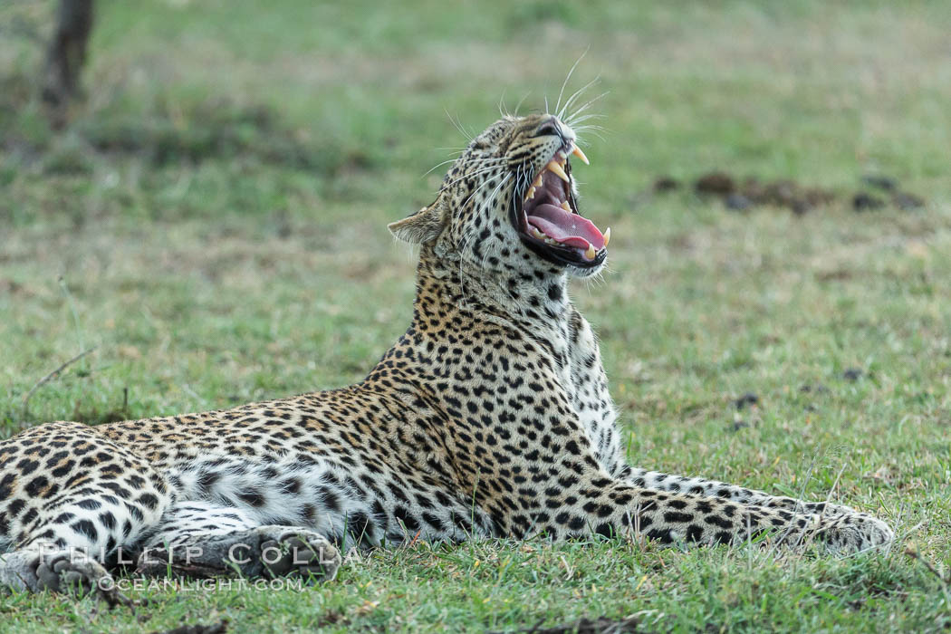Leopard, Olare Orok Conservancy, Kenya., Panthera pardus, natural history stock photograph, photo id 30090