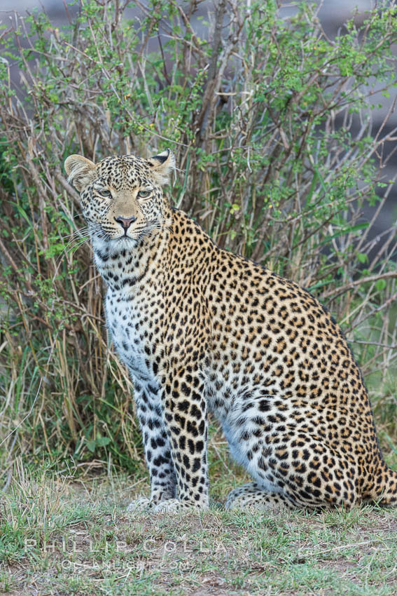 Leopard, Olare Orok Conservancy, Kenya., Panthera pardus, natural history stock photograph, photo id 30028