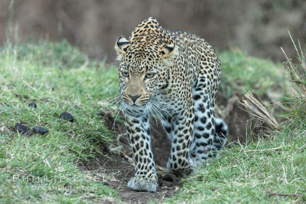 Leopard, Olare Orok Conservancy, Kenya., Panthera pardus, natural history stock photograph, photo id 30032