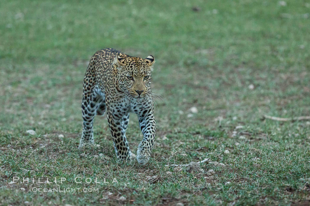 Leopard, Olare Orok Conservancy, Kenya., Panthera pardus, natural history stock photograph, photo id 30040