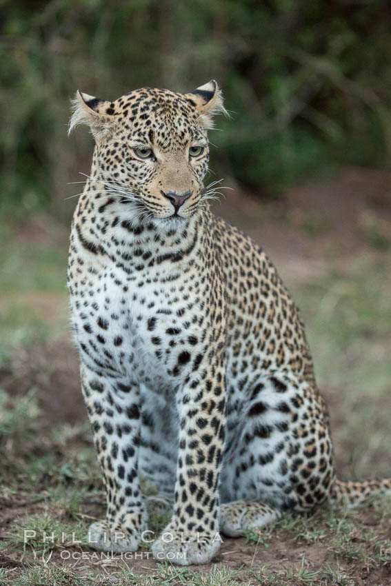 Leopard, Olare Orok Conservancy, Kenya., Panthera pardus, natural history stock photograph, photo id 30044