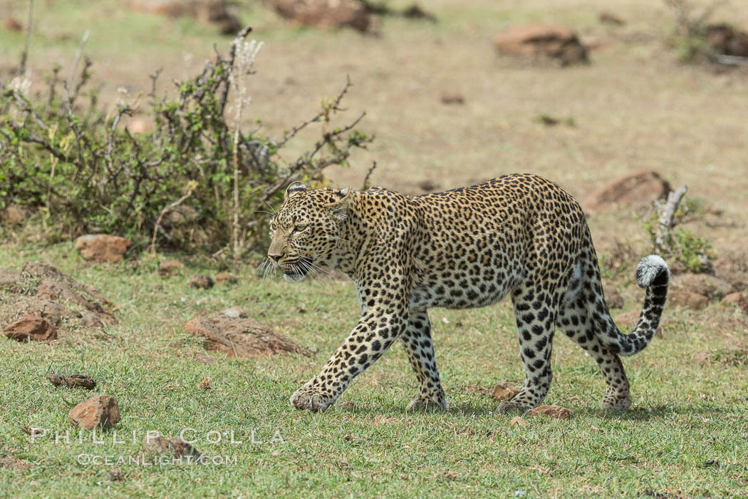 Leopard, Olare Orok Conservancy, Kenya., Panthera pardus, natural history stock photograph, photo id 30060
