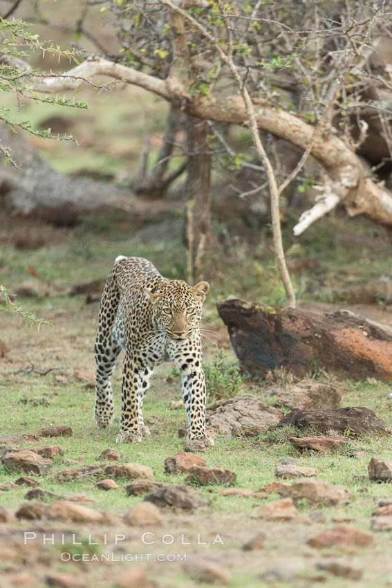 Leopard, Olare Orok Conservancy, Kenya., Panthera pardus, natural history stock photograph, photo id 30076