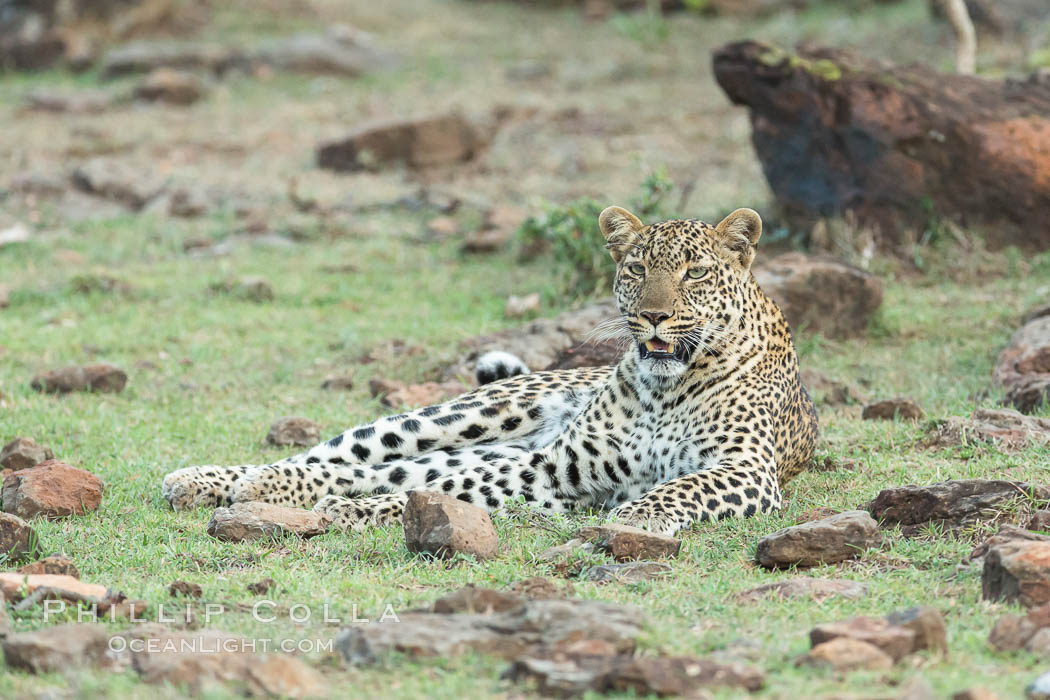 Leopard, Olare Orok Conservancy, Kenya., Panthera pardus, natural history stock photograph, photo id 30080